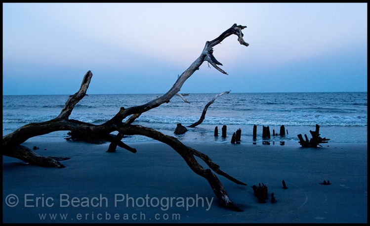 20090809_Savannah_183