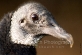 Vulture