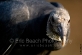 Vulture