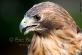 Hawk
