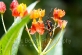Insect