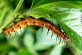 Insect
