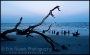 20090809_Savannah_183