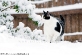 Little Eric in the Snow