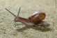 Snail