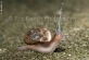 Snail