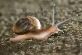 Snail