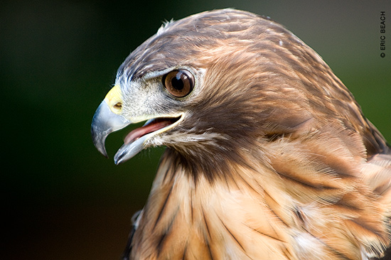 Chattahoochee Nature Center