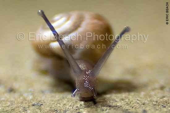 Snail - Eric Beach Photography