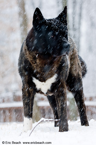 Shelby in the Snow - Eric Beach Photography