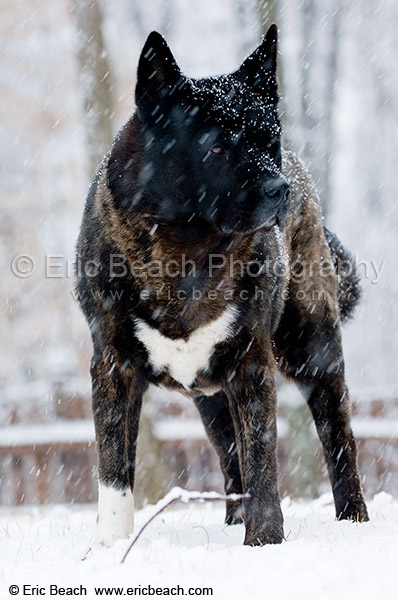 Shelby in the Snow - Eric Beach Photography