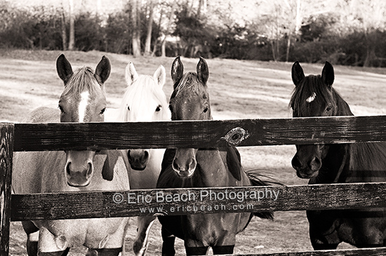 2011 Eric Beach Photography